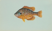 Pumpkinseed T-Shirt