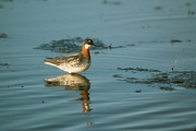 Red-necked Phalarope Magnet