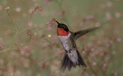Ruby-throated Hummingbird Magnet