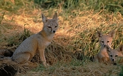 San Joaquin Kit Fox T-Shirt