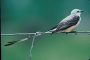 Scissor-tailed Flycatcher Magnet