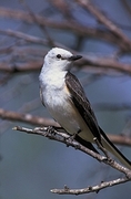 Scissor-tailed Flycatcher Magnet