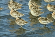 Short-billed Dowitcher Magnet