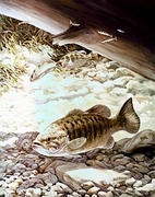 Smallmouth Bass T-Shirt