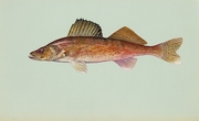 Walleye T-Shirt