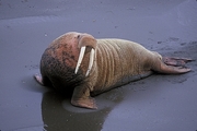 Walrus Magnet