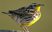 Western Meadowlark T-Shirt