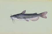 White Catfish T-Shirt