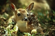White-tailed Deer Magnet