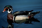 Wood Duck Magnet