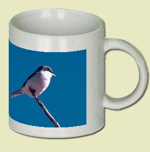 Loggerhead Shrike Coffee Mug