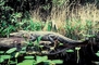 Alligator picture