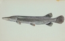 Alligator Gar picture