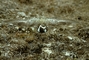 American Golden Plover picture