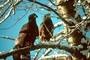 Bald Eagle picture