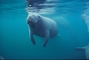 Florida Manatee picture