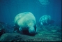 Florida Manatee picture