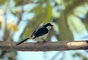 Gray-Backed Fiscal Shrike picture