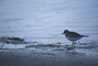 Killdeer picture