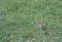 Killdeer picture