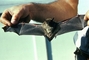 Little brown bat picture