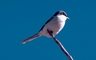 Loggerhead Shrike picture