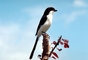 Long-tailed Fiscal picture