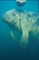 Manatee picture