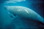 Manatee picture