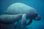 Manatee picture