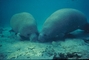 Manatee picture