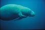 Manatee picture