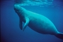 Manatee picture