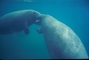 Manatee picture