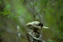 Northern Shrike picture