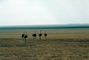 Ostrich picture