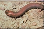 Red Hills Salamander picture