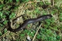 Red Hills Salamander picture