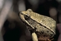 Red legged frog picture