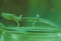 Texas Blind Salamander picture