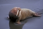Walrus picture