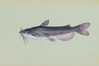 White Catfish picture