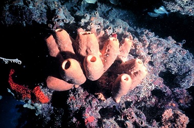 Brown Tube Sponge