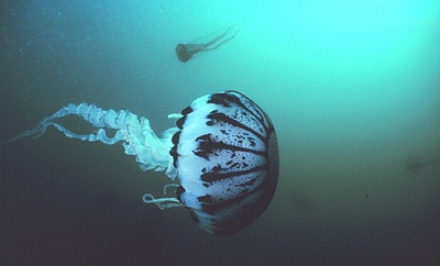 Purple Striped Jellyfish