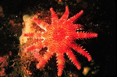 Sun Star
