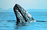 Gray Whale picture