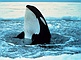 Killer Whale picture