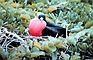 Male Frigate Bird picture