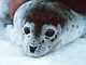 Spotted Seal picture