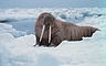 Walrus picture